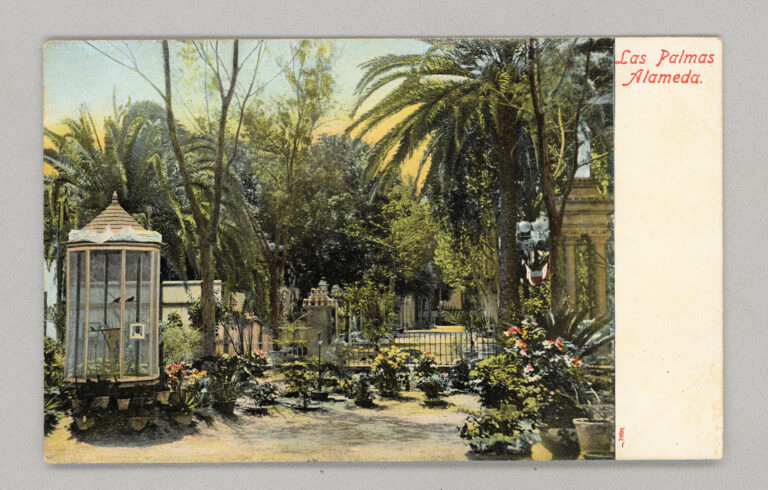 GRAN CANARIA Alameda *unused postcard - Spain Espana